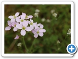 Wiesenschaumkraut,10.05.2021