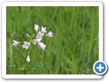 Wiesenschaumkraut, 27.05.2021
