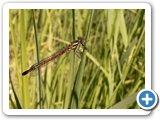 Frühe Adonislibelle ♀, 27.05.2017