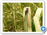 Frühe Adonislibelle ♂, 27.05.2017