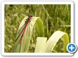 Frühe Adonislibelle ♂, 27.05.2017