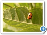 Asiatischer Marienkäfer, Puppe, 06.07.2019
