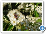 Zottiger Bienenkäfer, 05.06.2015