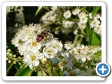 Zottiger Bienenkäfer, 05.06.2015