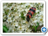 Zottiger Bienenkäfer, 07.06.2015