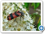 Zottiger Bienenkäfer, 07.06.2015