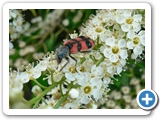 Zottiger Bienenkäfer, 07.06.2015