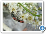 Zottiger Bienenkäfer, 07.06.2015
