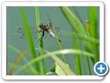 Großer Blaupfeil ♂, 25.06.2016