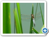Großer Blaupfeil ♂, 25.06.2016
