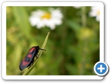 Gewöhnliche Blutzikade, 03.06.2018