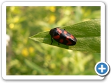 Gewöhnliche Blutzikade, 03.06.2018