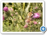 Waldhummel, 29.07.2017