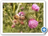 Waldhummel, 29.07.2017