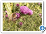 Waldhummel, 29.07.2017