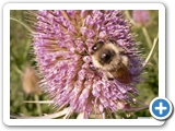 Waldhummel, 13.08.2017