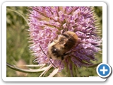 Waldhummel, 13.08.2017