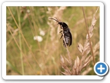 Großer Breitkäfer, 12.06.2018