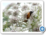 Arge cyanocrocea, 06.07.2011