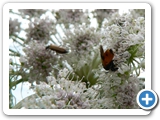 Arge cyanocrocea, 06.07.2011