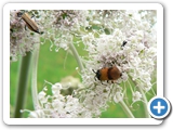 Arge cyanocrocea, 06.07.2011