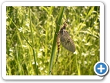 Dänische Eintagsfliege, 28.05.2017