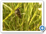 Dänische Eintagsfliege, 09.06.2019