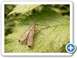 Deutsche Skorpionsfliege, 23.06.2018