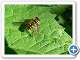 Gewöhnliche Dolden-Schwebfliege, 29.07.2016