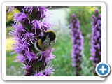 Dunkle Erdhummel, 23.07.2006