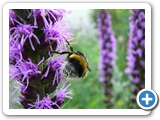 Dunkle Erdhummel, 23.07.2006