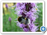 Dunkle Erdhummel, 23.07.2006