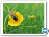 Weissfuß-Erzschwebfliege, 23.05.2012
