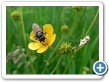 Weissfuß-Erzschwebfliege, 23.05.2012