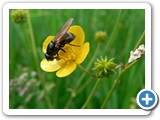 Weissfuß-Erzschwebfliege, 23.05.2012