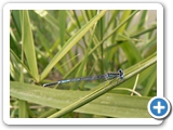 Blaue Federlibelle ♂, 08.06.2017