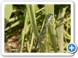 Blaue Federlibelle ♂, 08.06.2017