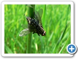Graue Fleischfliege, 22.05.2017