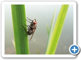 Graue Fleischfliege, 12.08.2020