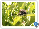 Graue Fleischfliege, 30.05.2021