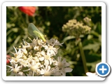 Gewöhnliche Florfliege, 05.07.2017