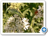 Gewöhnliche Florfliege, 05.07.2017