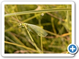 Gewöhnliche Florfliege, 14.07.2019