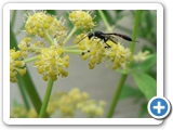 Gasteruption assectator, 15.07.2014
