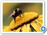 Gartenhummel, 28.06.2022