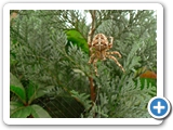 Gartenkreuzspinne ♀, 28.08.2012