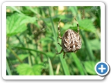 Gartenkreuzspinne ♀, 10.09.2012