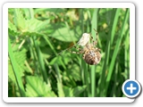 Gartenkreuzspinne ♀, 10.09.2012