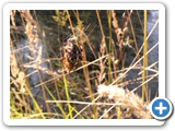 Gartenkreuzspinne ♀, 02.09.2021