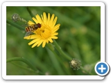 Gewöhnliche Garten-Schwebfliege, 04.06.2017